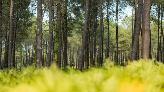 Pins dans la forêt des Landes
