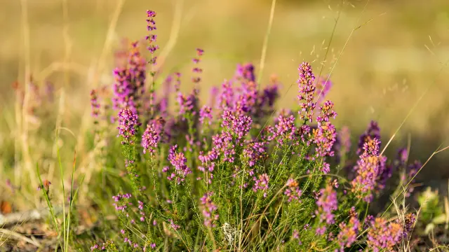 Bruyère en fleurs dans la forêt des Landes