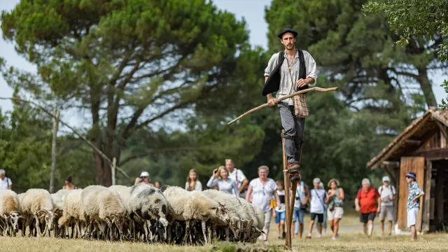 Échassier landais avec un troupeau de moutons