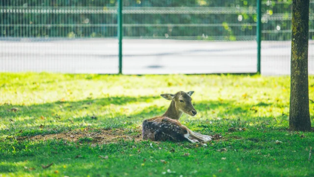 Parc Nahuques Mont De Marsan Agence Les Conteurs 27