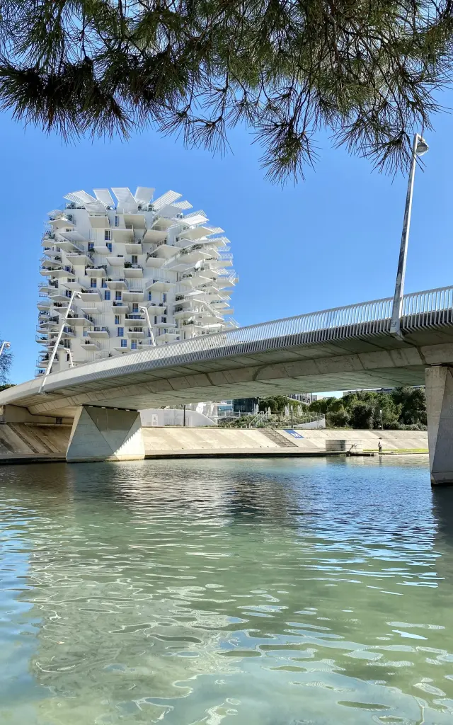 Arbre Blanc Rives Du Lez Montpellier Vertical
