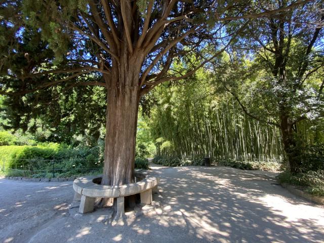 Jardindesplantes_bambouseraie_horizontale