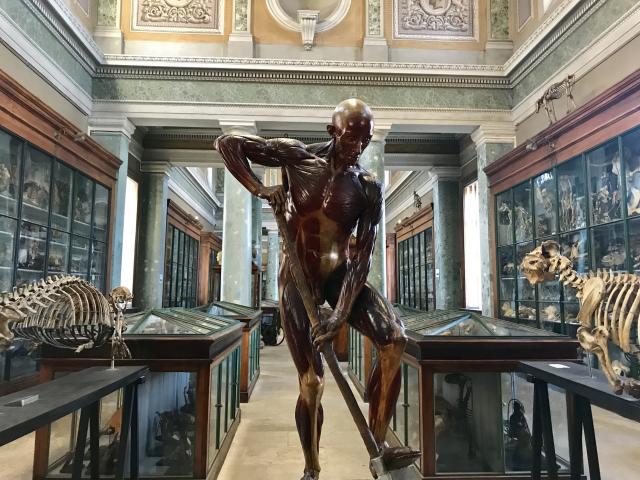 Conservatoir D'anatomie Otc3m L.rouvier4 Min