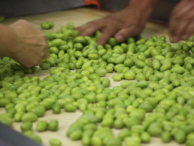 Table De Tri olives vertes
