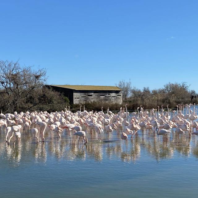 Flamants roses pont de gau camargue