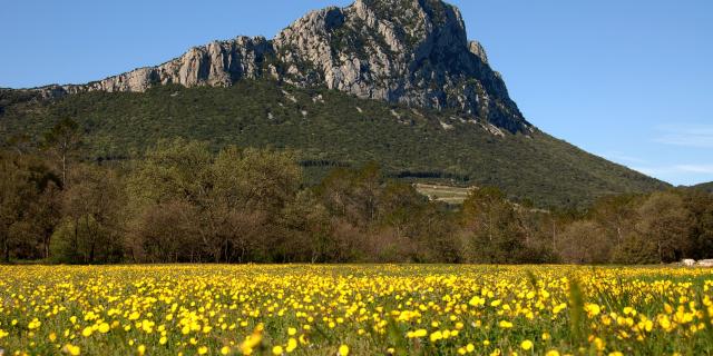 Pic Saint Loup Fleurs Jaunes
