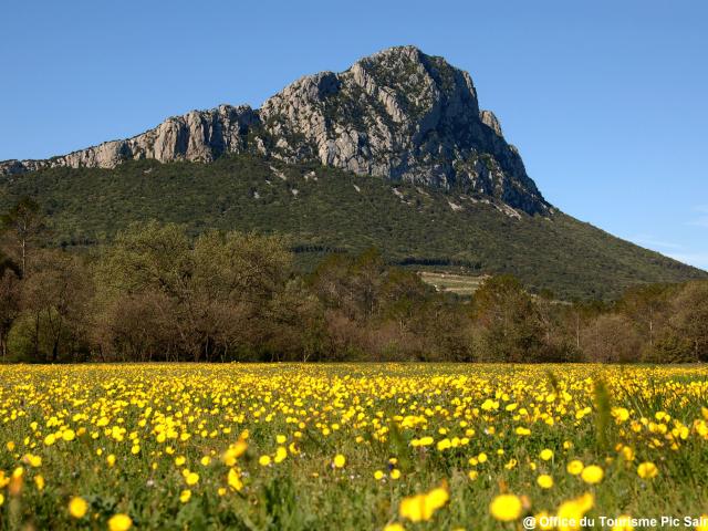Pic Saint Loup Fleurs Jaunes