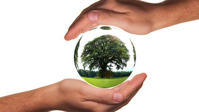 Proteger_La_Planete_Mains_Arbre