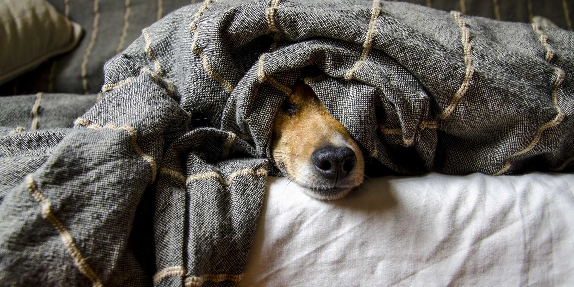 séjour avec chien