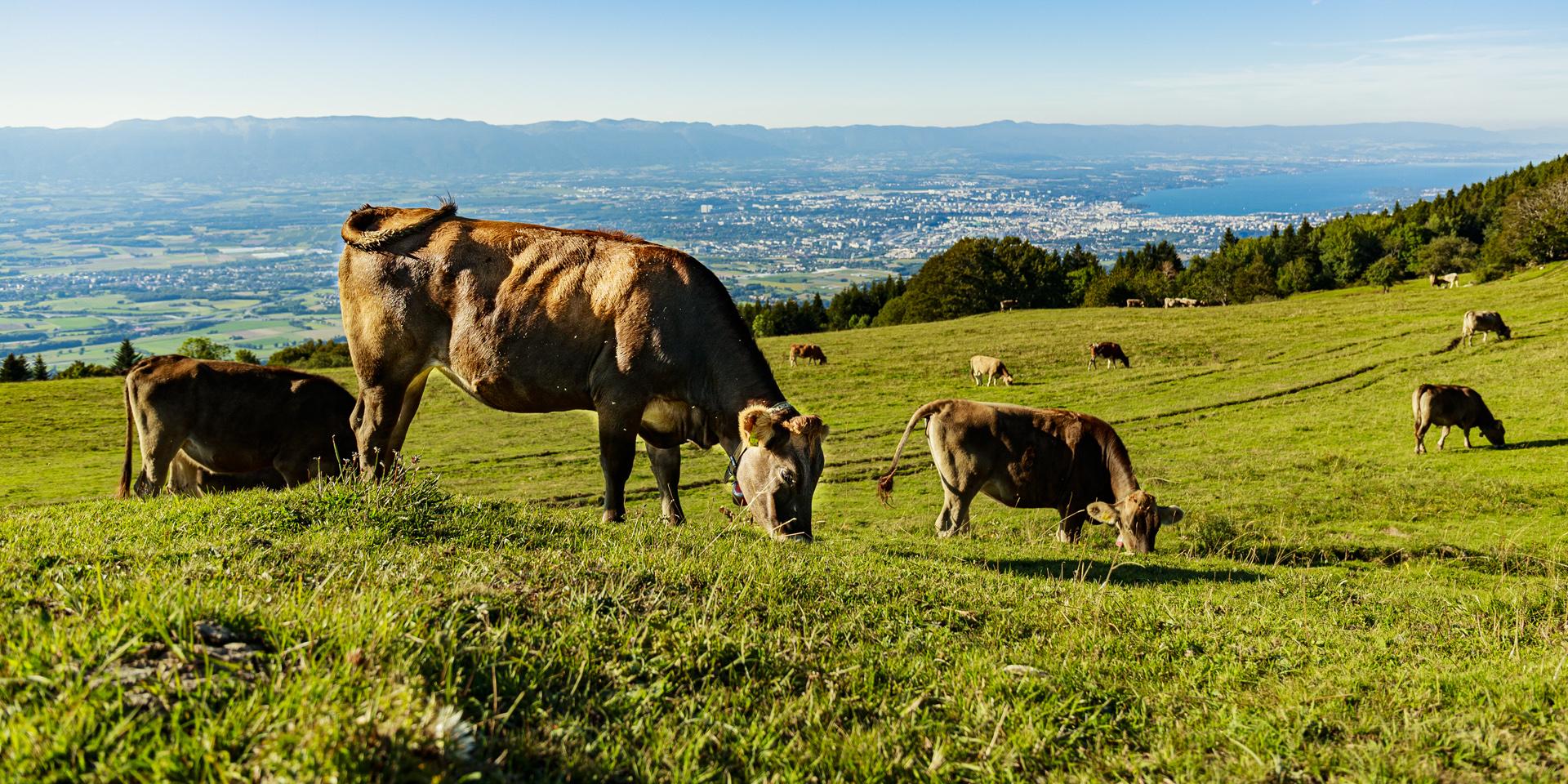 Los pastos de la Salève