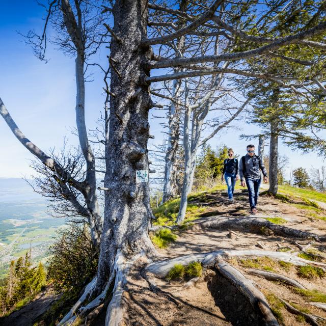 Randonnée sur la crête des Voirons