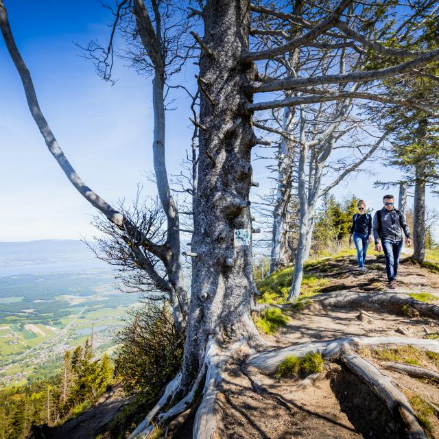 Randonnée sur la crête des Voirons