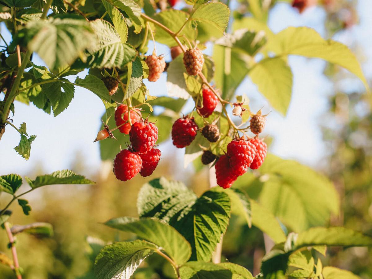 Les Framboises de Machilly Monts de Genève Votre évasion nature dans le Grand Genève
