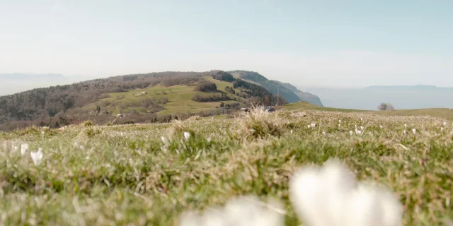 03 04 2025 Saleve En Fleur Dsc 8492