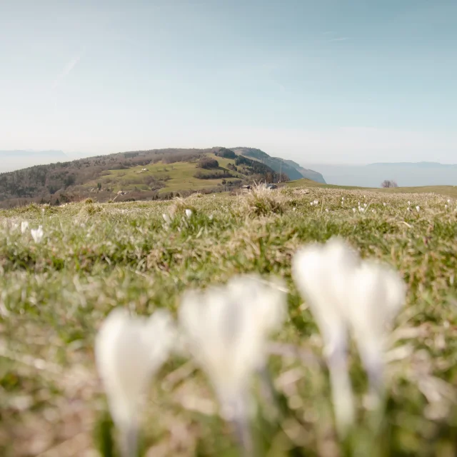 Vue sur le Grand Piton et le col de la Croisette au printemps