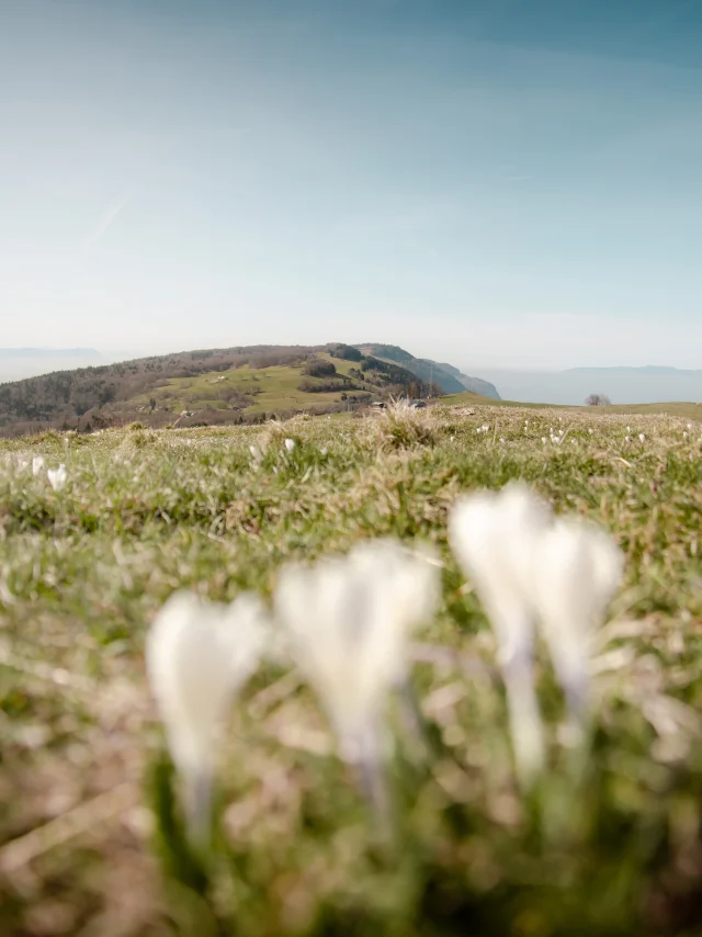 03 04 2025 Saleve En Fleur Dsc 8492