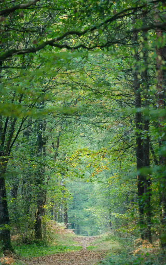 France, Morbihan (56), la forêt de Broceliande