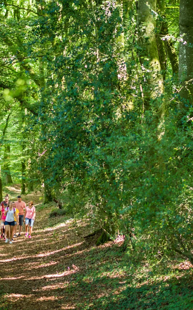 Randonnée en forêt