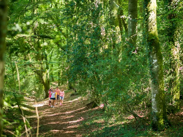 Randonnée en forêt