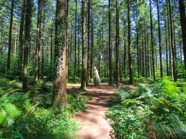 Forêt de Camors