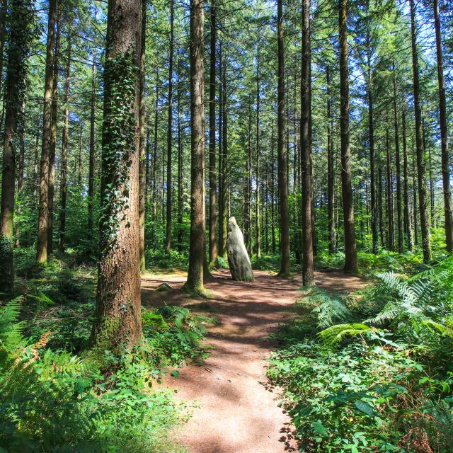 Forêt de Camors
