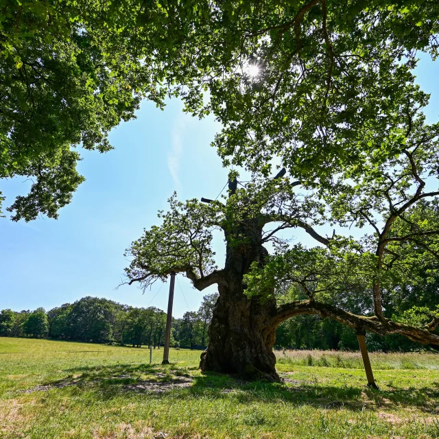 Chêne à Guillotin Concoret