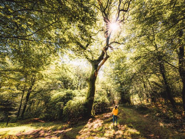 Forêt Pont Callek