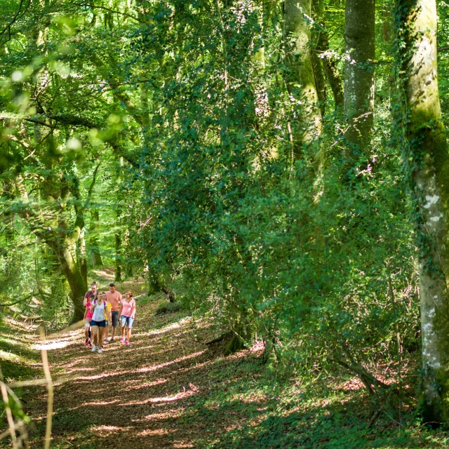 Randonnée en forêt