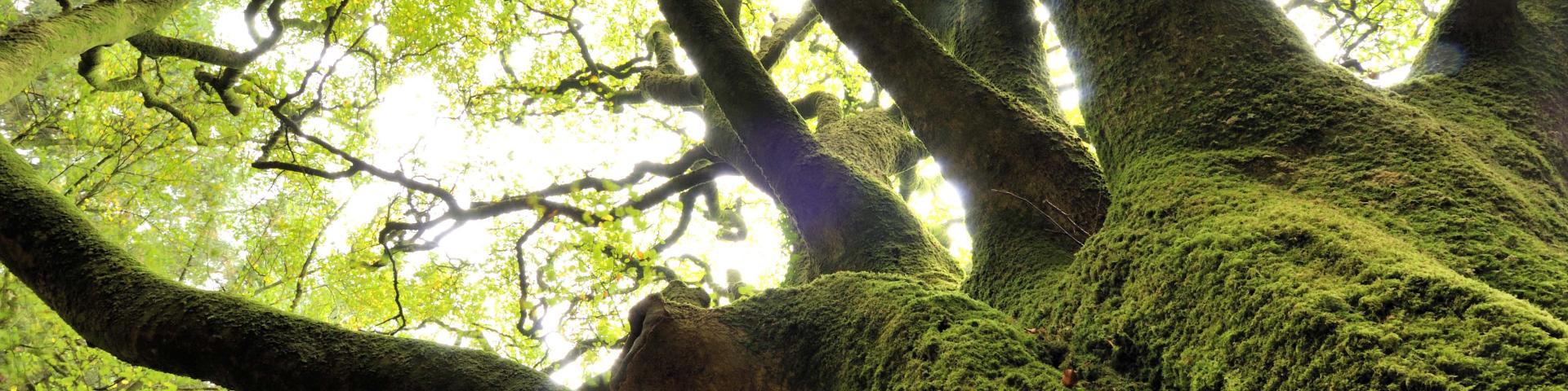 Hêtre de Ponthus, Forêt de Brocéliande, Concoret