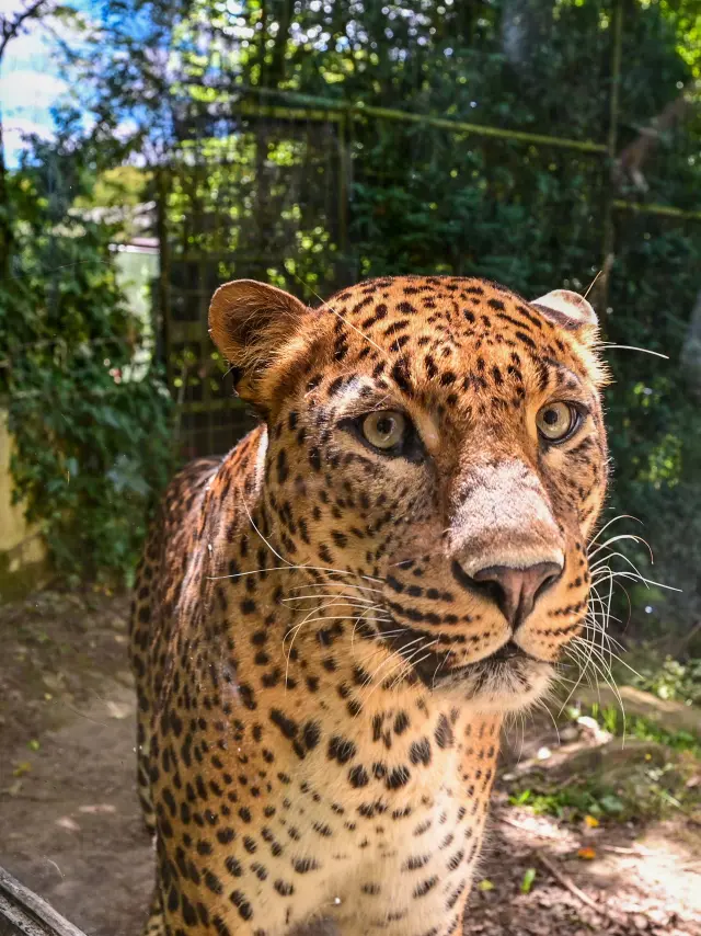 Terres de Natae Pont-Scorff