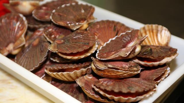 Azimut Cours Cuisine saint jacques