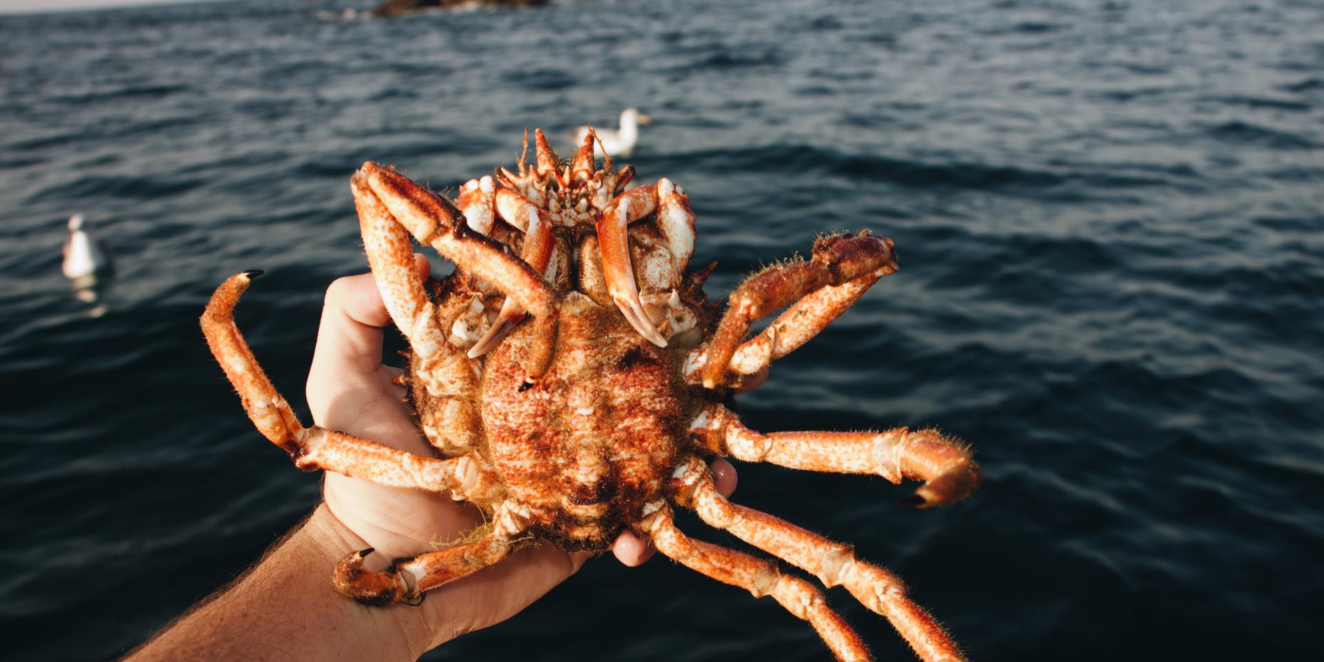Comment cuire une araignée de mer ? recette bretonne Tourisme dans le — free download