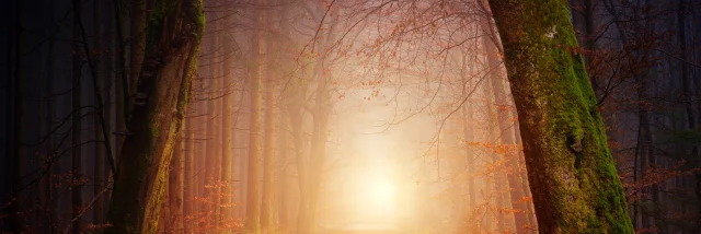 Forêt de Brocéliande
