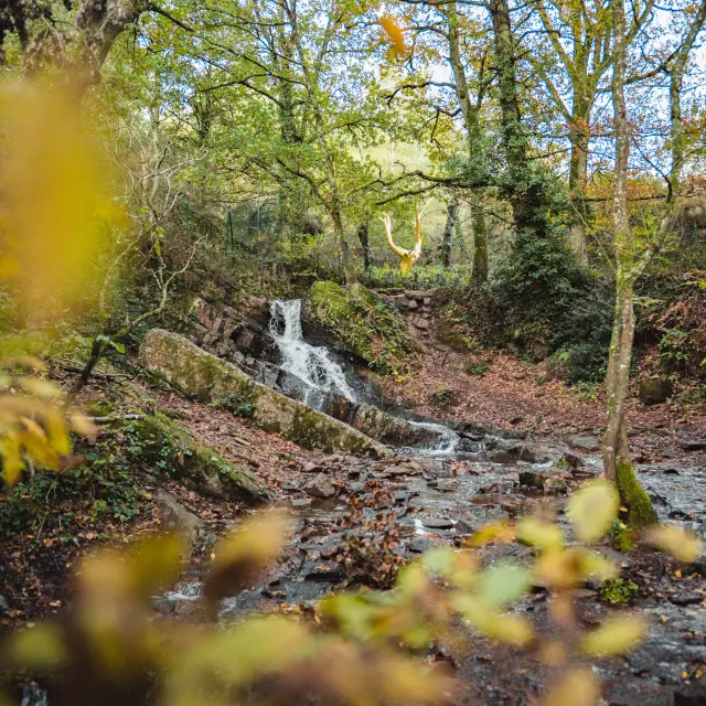 L'Arbre d'Or Brocéliande