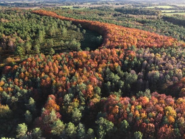 Foret de Broceliande en automne