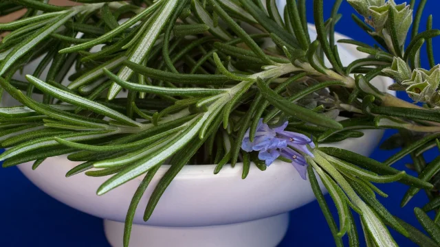 Romarin