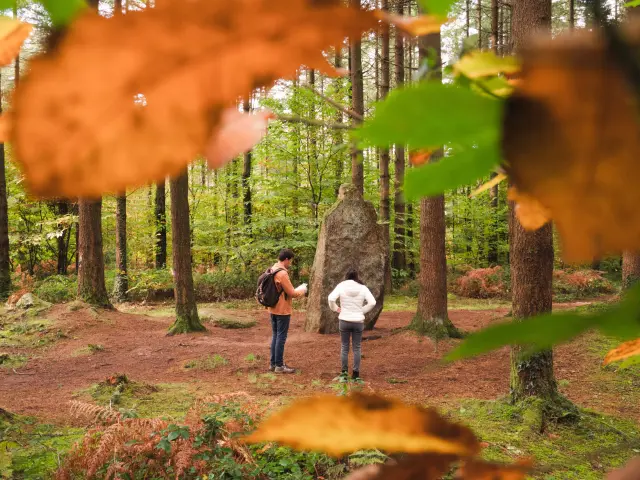 Foret De Camors692 Baie De Quiberon 2021 Thibault Poriel Hd16122031