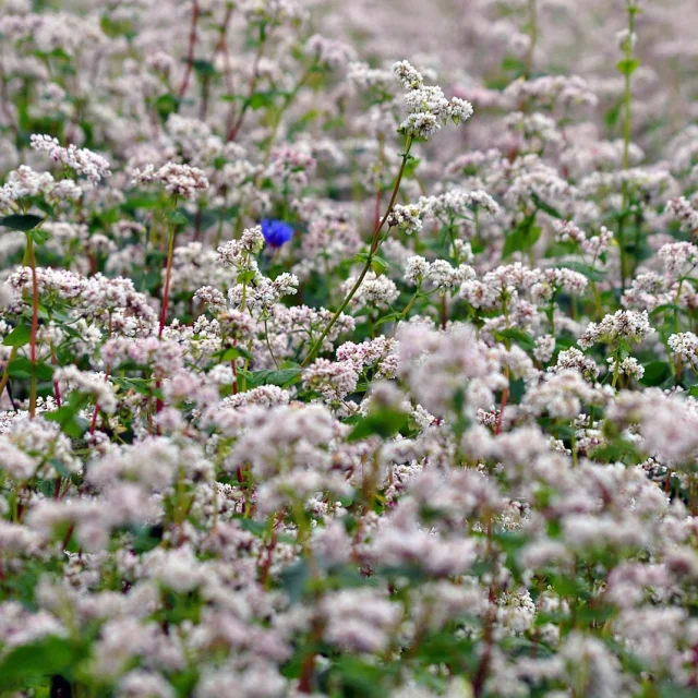 Fleurs de Sarrasin