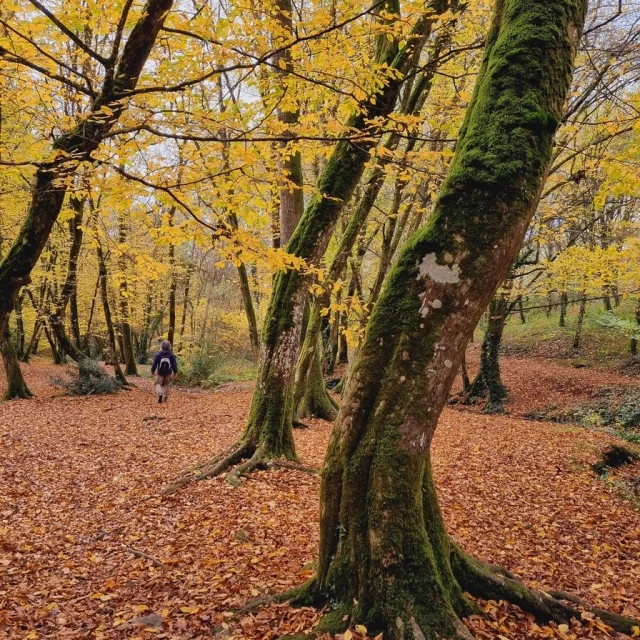 Instagram #miamorbihan