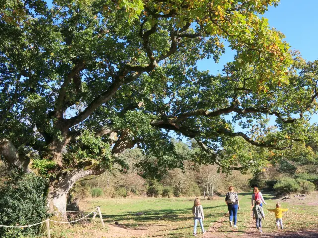 Un vieux chêne majestueux aux branches tortueuses et feuillues au cœur de la campagne bretonne, avec quelques promeneurs.