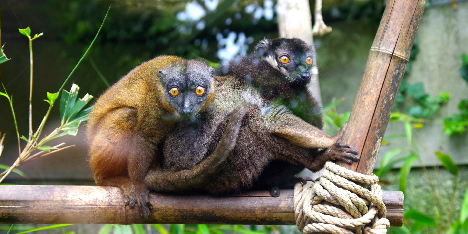 Zoological and botanical park | Mulhouse Alsace - 3