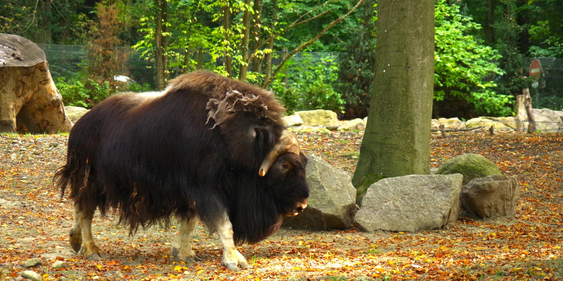 Zoologischer Und Botanischer Garten | Fremdenverkehrsamt Von Mulhouse