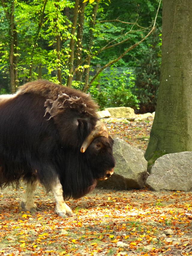 Zoological and botanical park | Mulhouse Alsace - 5