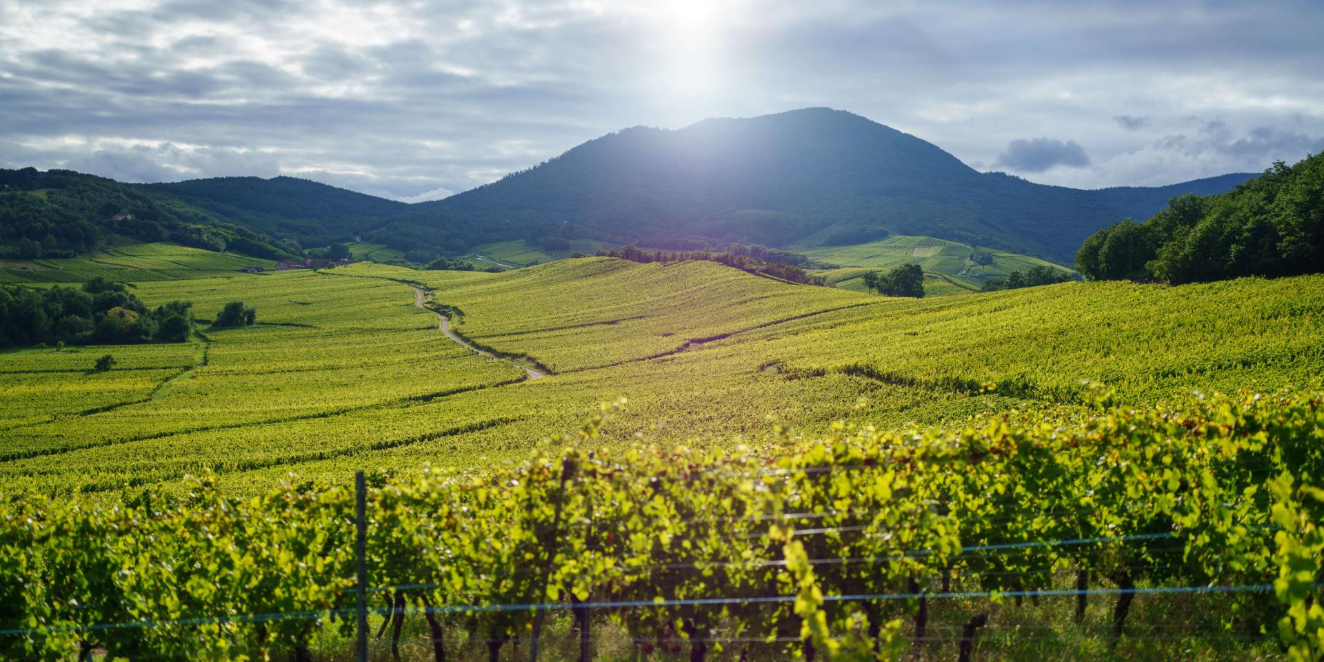 Route des vins - Nothalten