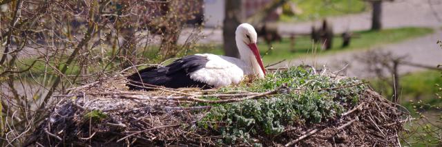 Storch - Ecomusée d'Alsace