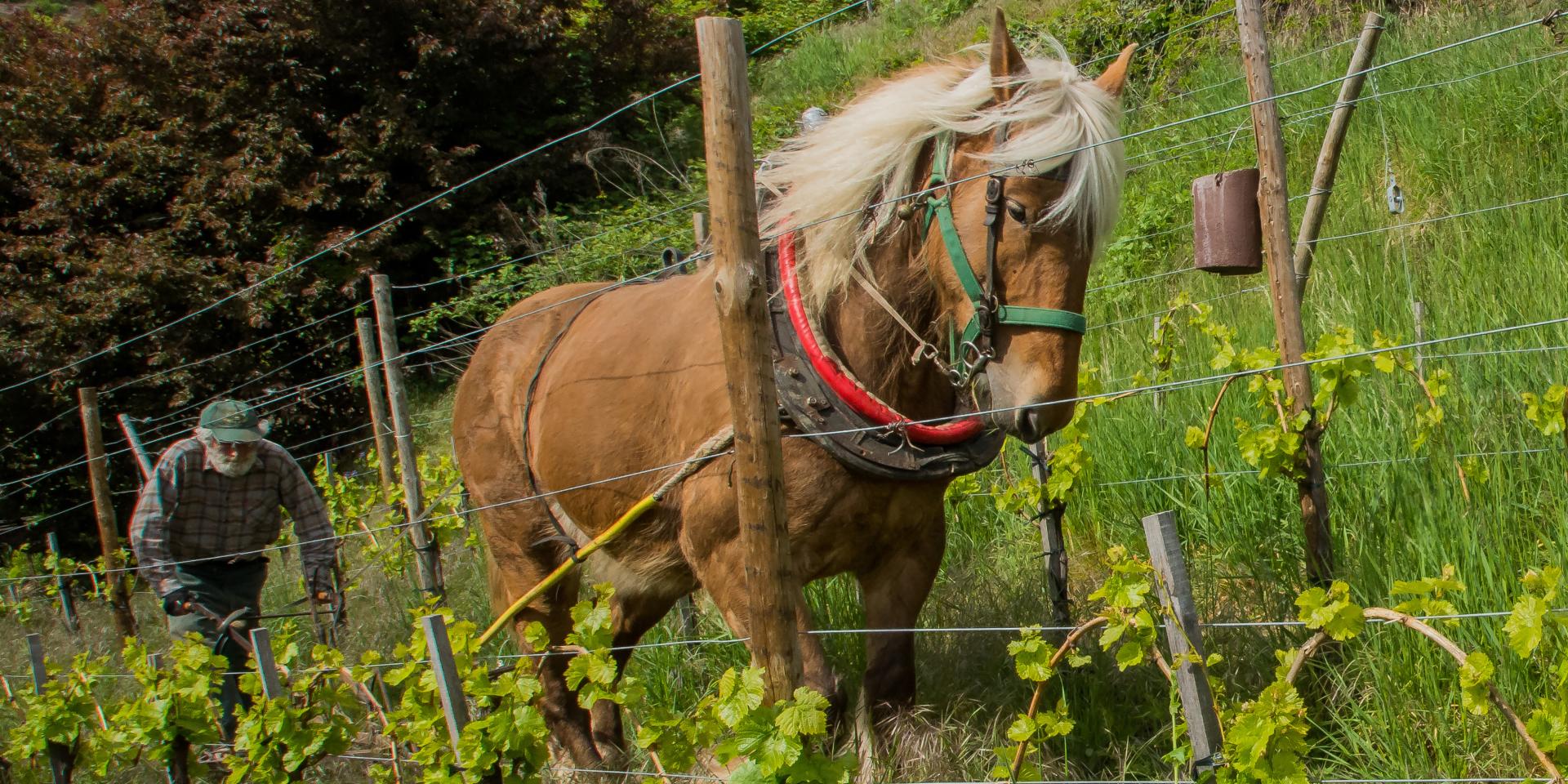 Domaine Dirler-Cadé