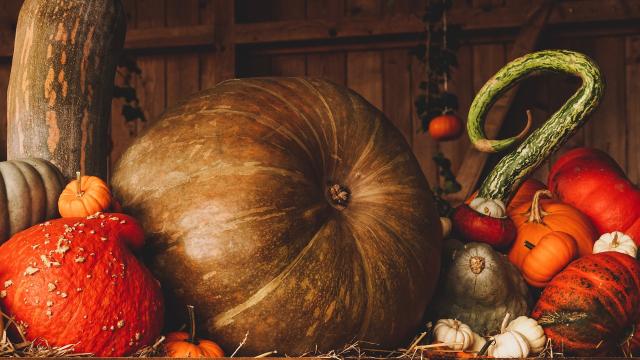 Pumpkin 3698130 1920