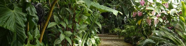 Serres Tropicales Jardin Botanique