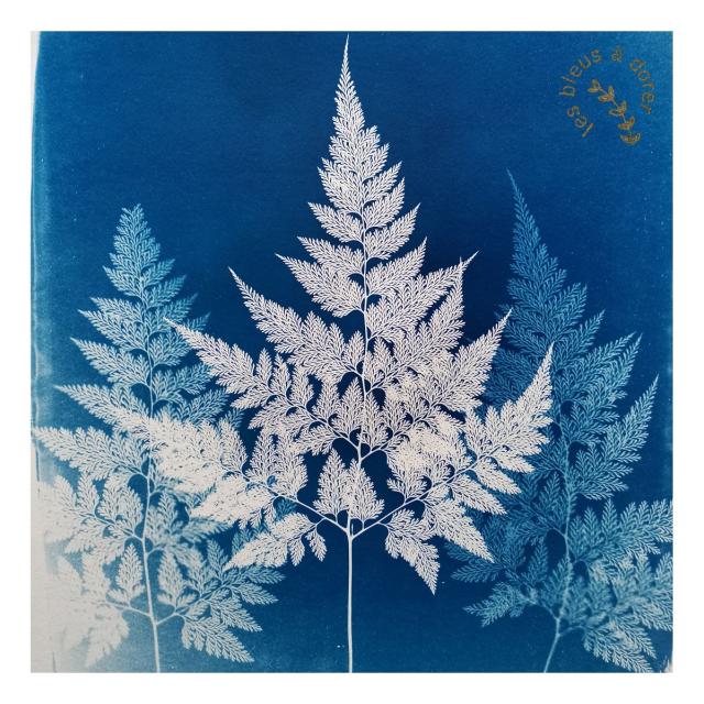 Cyanotype Davallia