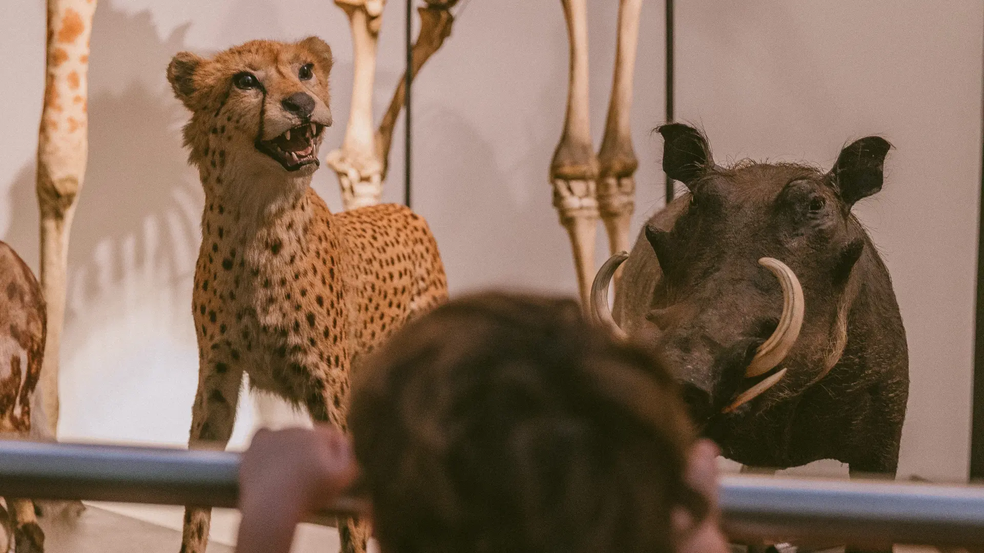 Museum Aquarium De Nancy Quentin Lafon